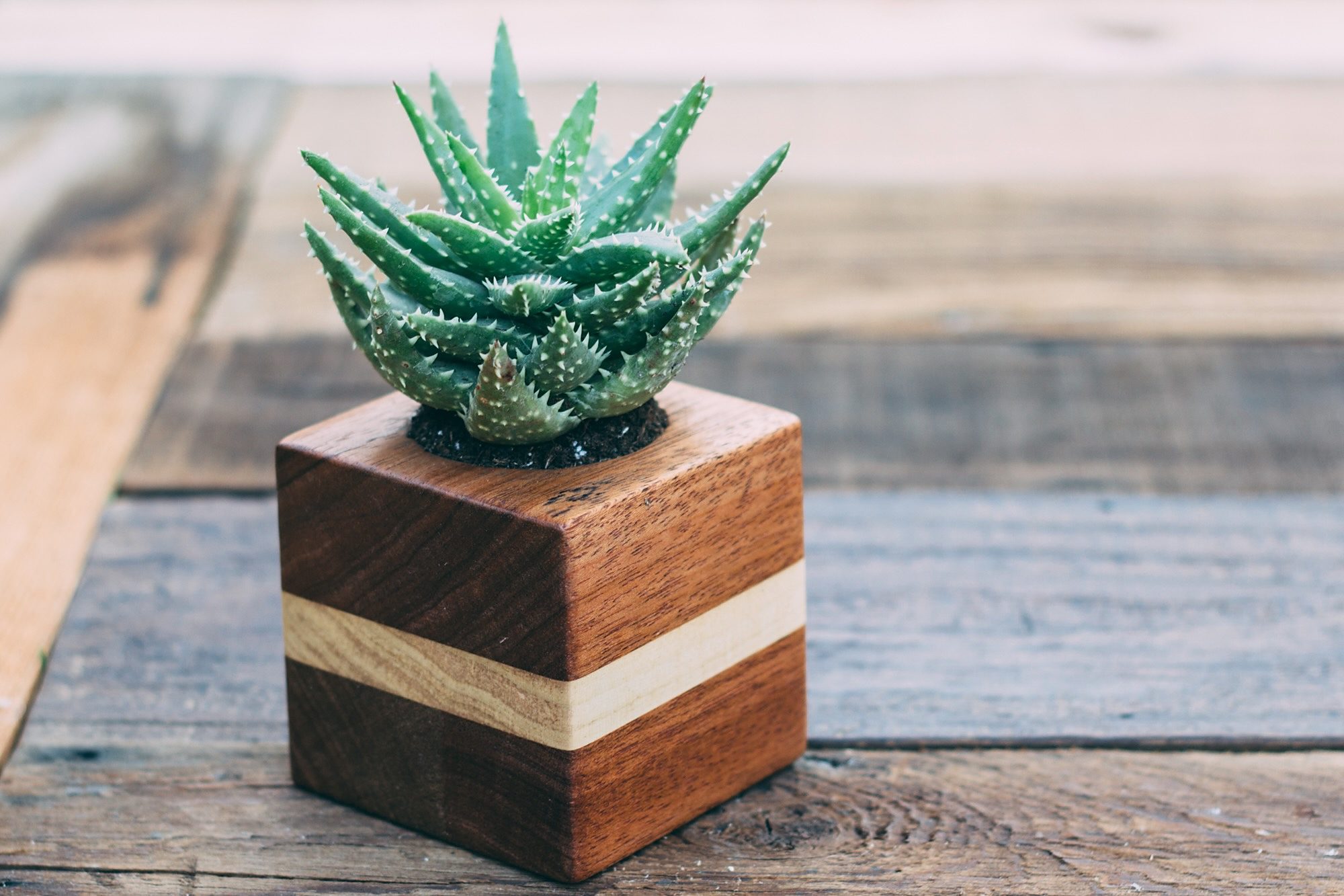Two-Tone Wood Succulent Planters: A Small Scrap-Wood Project